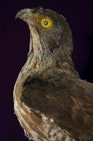 鳳頭蒼鷹藏品圖，第2張